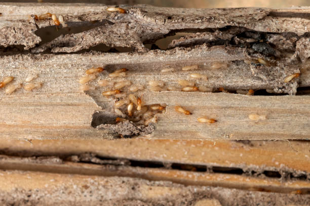 Best Local Pest Control Services  in Pinconning, MI