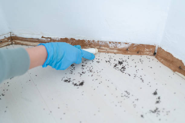 Best Cockroach Control Services  in Pinconning, MI